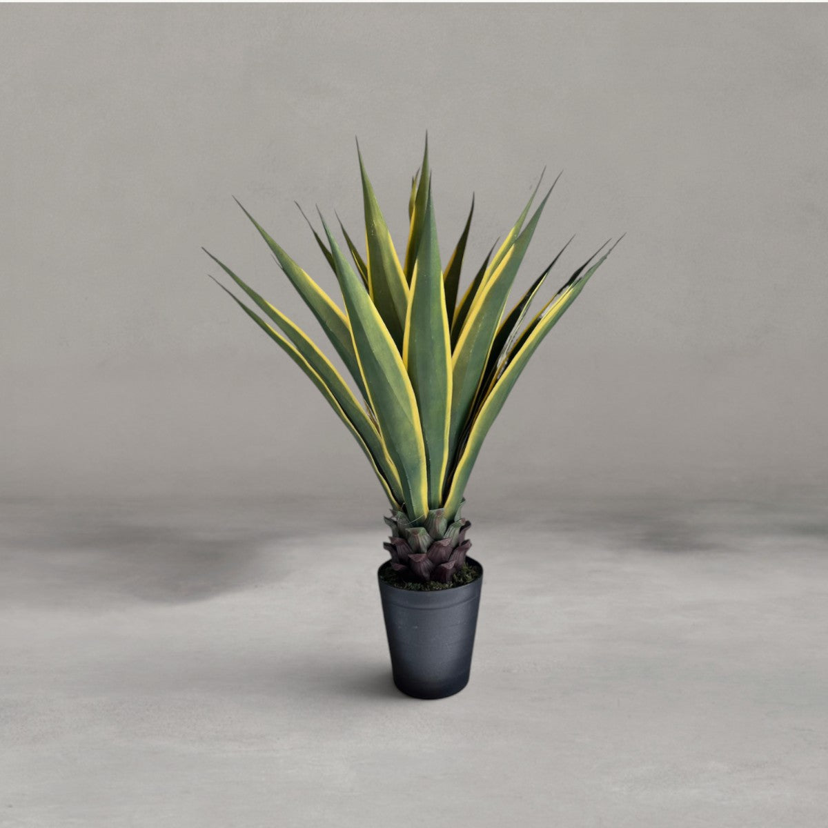 Agave