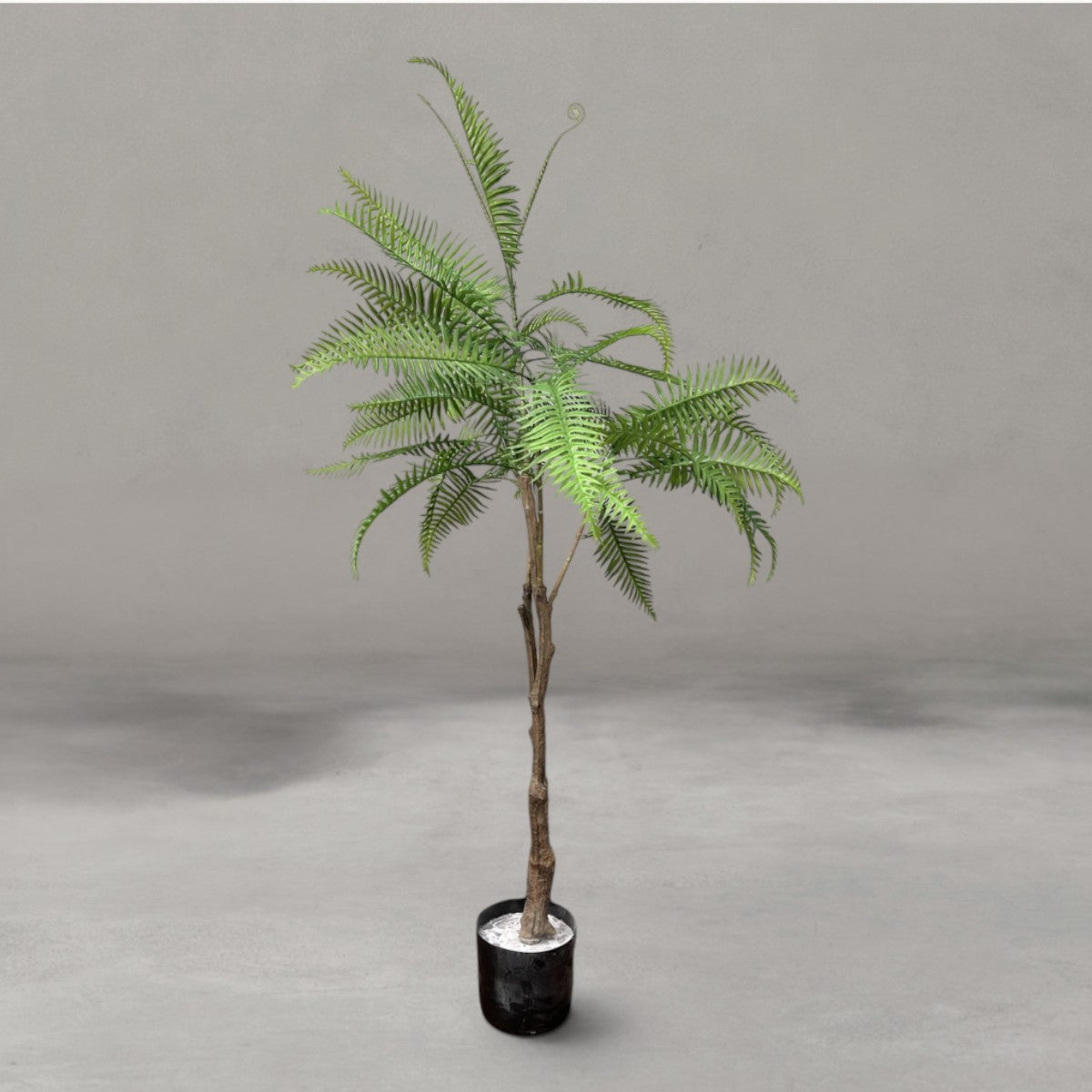 Fern
