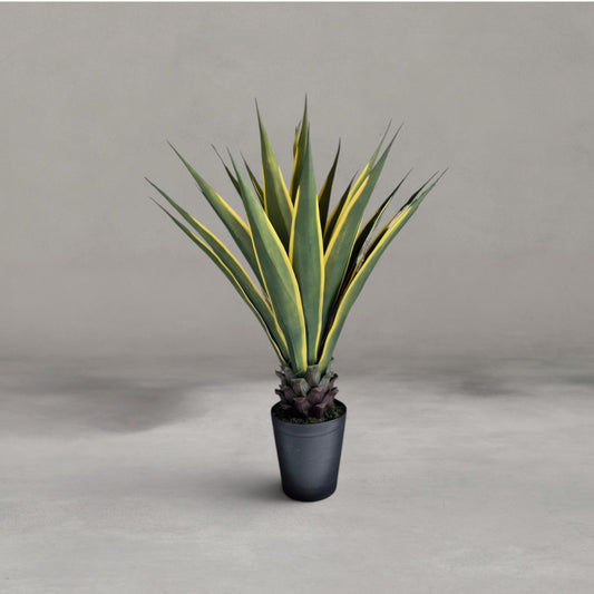 Agave