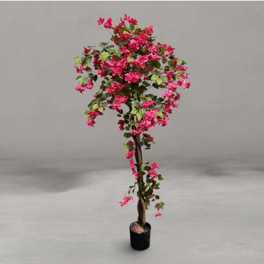 Bougainvillea