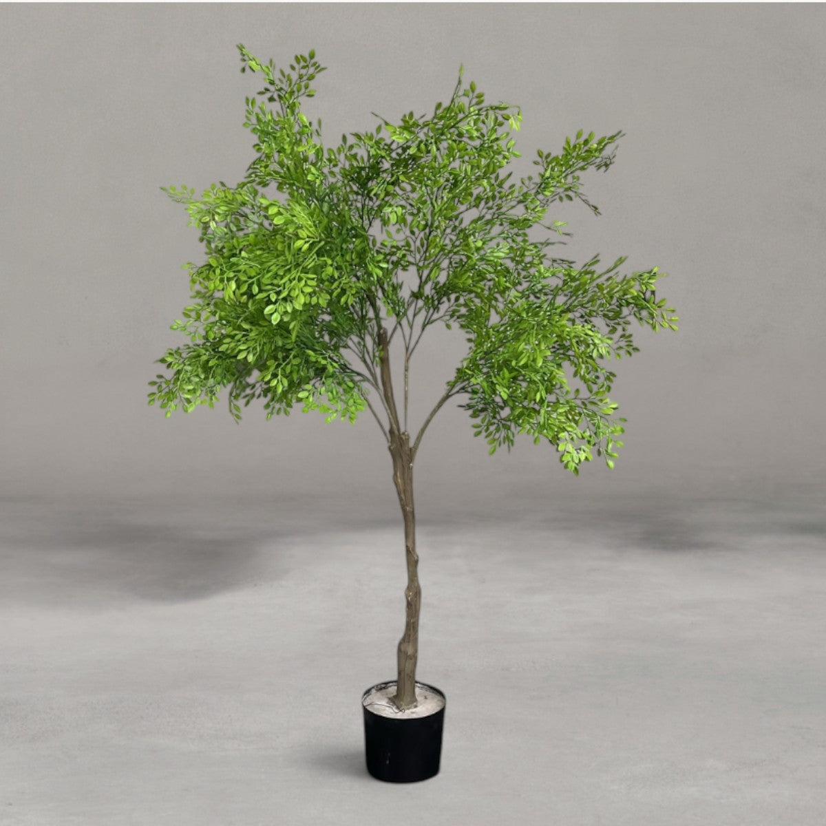 Boxwood